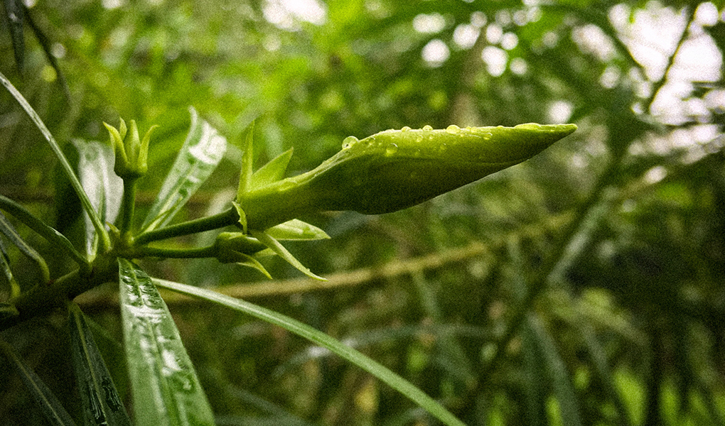 Shahbajpur